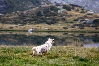 Urlaub mit Vierbeiner - Guide für den Urlaub mit Hund am Arlberg